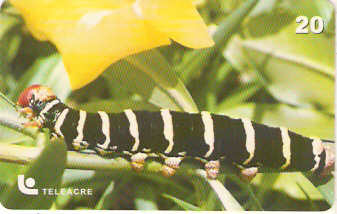 AC-033 - Borboleta - 1/3