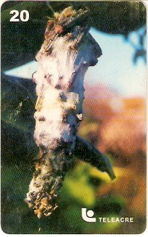 AC-034 - Borboleta - 2/3