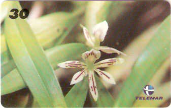 AL-082 - Orquídeas Nativas - 2/4