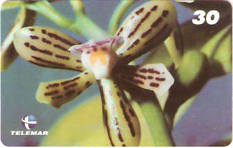 AL-083 - Orquídeas Nativas - 3/4