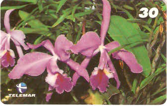 AL-084 - Orquídeas Nativas - 4/4