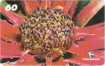 AL-095 - Bromélias - 2/5