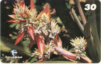 AL-096 - Bromélias - 3/5