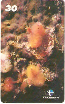 AL-114 - Recifes e Corais - 16/28