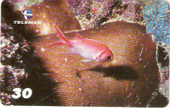 AL-136 - Recifes e Corais - 27/28