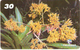 AL-158 - Mata Atlântica - 03/10