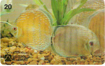 AM-005M - Peixe Ornamental