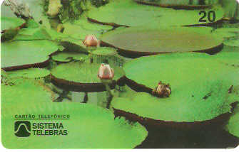 AM-007M - Vitória Régia