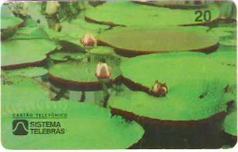 AM-007 - Vitória Régia