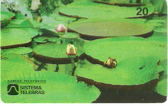 AM-008M - Vitória Régia