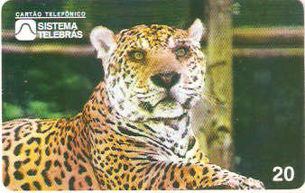 AM-012M - Onça Pintada