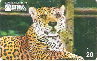 AM-013 - Onça Pintada