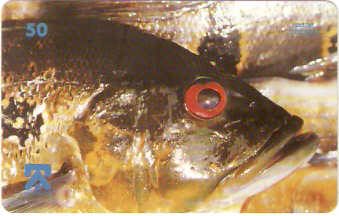 AM-038M - Tucunaré