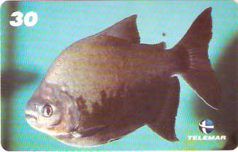 AM-047M - Tambaquí