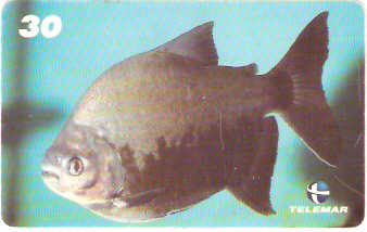 AM-047 - Tambaquí