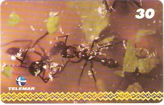 AM-050M - Dança - I1 1/8