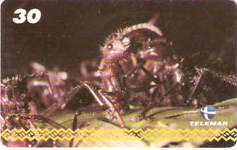 AM-061 - Dança - I2 4/8