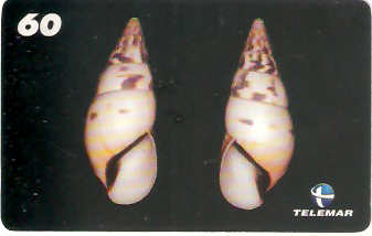 AM-066M - Conchas - 1/7