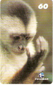 AM-076M - Macaco
