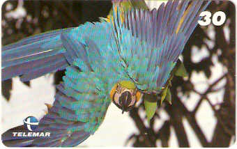 AM-079M - Arara Azul