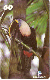 AM-085M - Tucano de Papo-Branco - 1/4