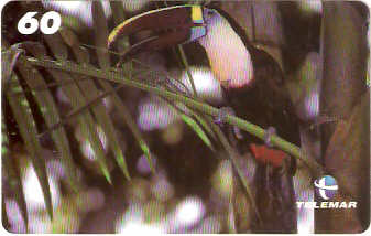 AM-087M - Tucano de Papo-Branco - 3/4