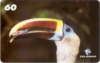 AM-088 - Tucano de Papo-Branco - 4/4