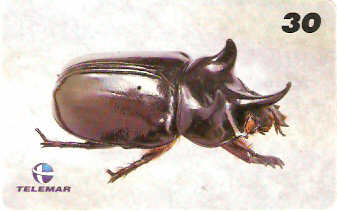 AM-141 - Insetos - 07/21