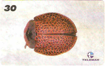 AM-147 - Insetos - 13/21