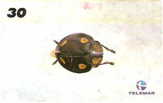 AM-151 - Insetos - 17/21