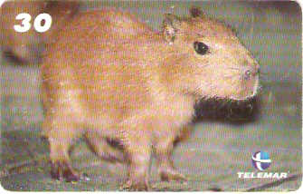 AM-162 - Capivara