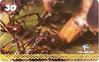 AM-248 - Dança - I3 3/8