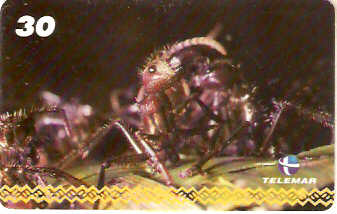 AM-249 - Dança - I3 4/8