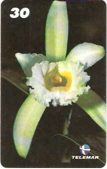 AM-316 - Orquídeas - 2/8