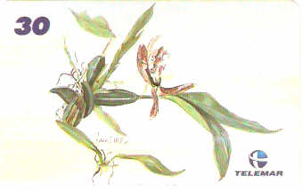 AM-337 - Fauna e Flora - I1 - 5