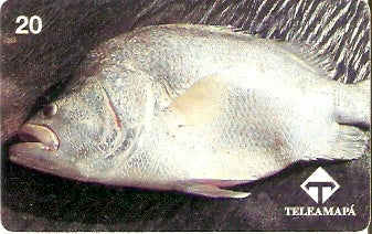 AP-011 - Acará-açu