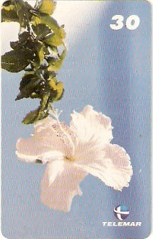 AP-134 - Papoula Branca