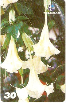 AP-156 - Flor de Algodão