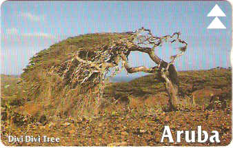 ARU-14b - Divi-Divi Tree 2