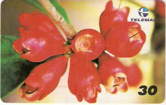 BA-608b -  Frutas - 07/10