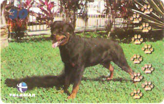 BA-881 - Cachorros - 06/10