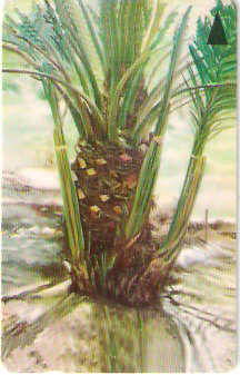 BHN-080A - Palmera - 1º Estágio