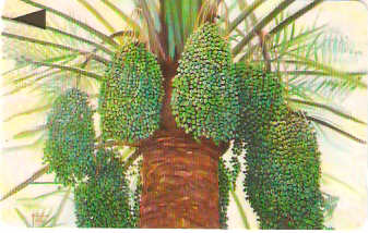 BHN-082A - Palmera - 3º Estágio