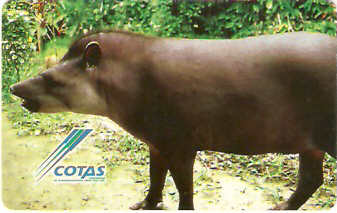 BOL-CO-082 - Anta