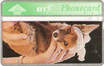 BTC-130 - Filhote de Raposa