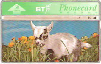 BTC-136 - Cabrito