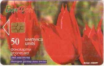 BUL-CB-014d - Tulipa