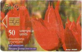 BUL-CB-014g - Tulipa