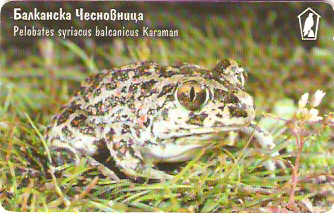 BUL-CM-032 - Sapo