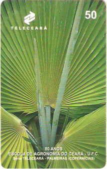 CE-130 - Shaferi Cowellii